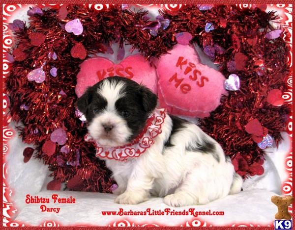 Shih Tzu Puppies